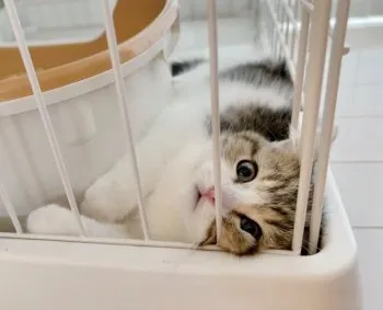 M.A 様のお迎えした子猫