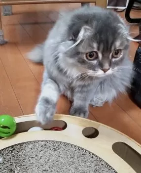 にんちゃま 様のお迎えした子猫