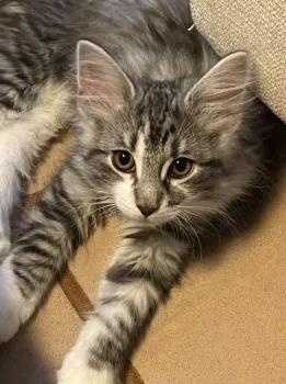 R.Y 様のお迎えした子猫