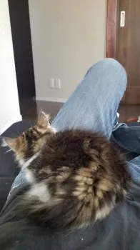 こぶからす 様のお迎えした子猫