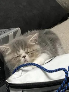 るんる 様のお迎えした子猫
