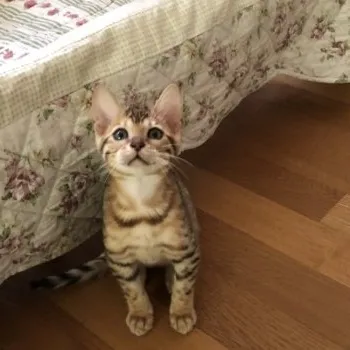 t-koniyan 様のお迎えした子猫