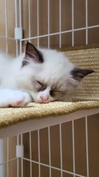 ふうちゃんママ 様のお迎えした子猫