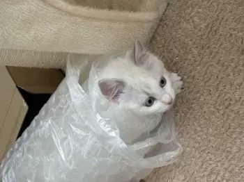 A.S 様のお迎えした子猫