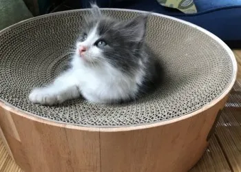 Ｙ 様のお迎えした子猫