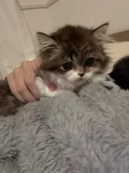 M.K 様のお迎えした子猫