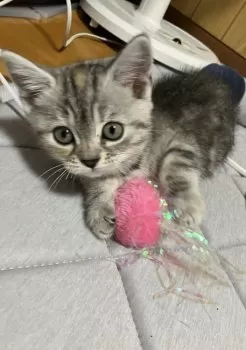 すず 様のお迎えした子猫