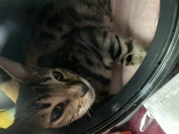 A.S 様のお迎えした子猫