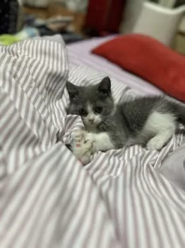 しらす 様のお迎えした子猫