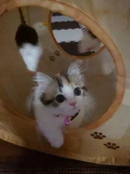まさまな 様のお迎えした子猫