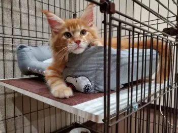 あこ 様のお迎えした子猫