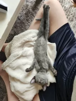 フタミ 様のお迎えした子猫