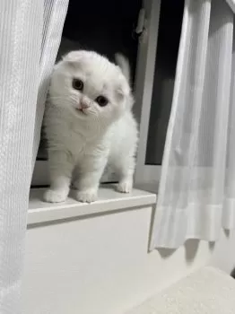 C.Ｉ 様のお迎えした子猫