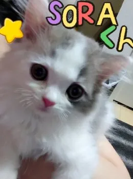 Ｙ・Ｔ 様のお迎えした子猫