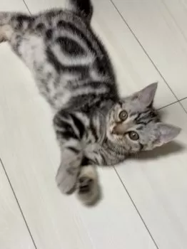 しま 様のお迎えした子猫