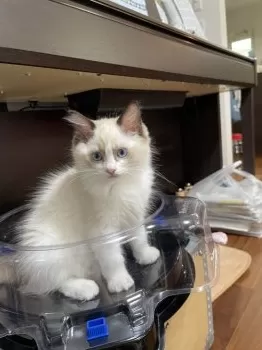 やっこ 様のお迎えした子猫