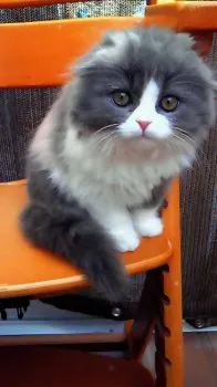 るう 様のお迎えした子猫