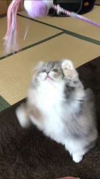 masa 様のお迎えした子猫