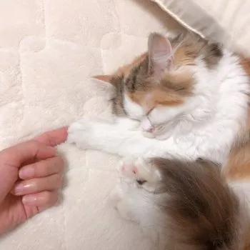 しょこ 様のお迎えした子猫