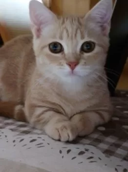 A.A 様のお迎えした子猫