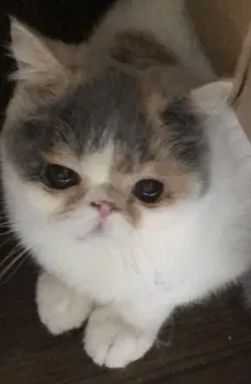 すず虫 様のお迎えした子猫