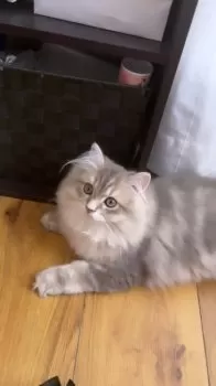 おぺち 様のお迎えした子猫