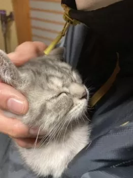 take 様のお迎えした子猫