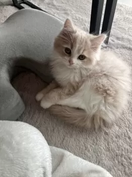 K.N 様のお迎えした子猫