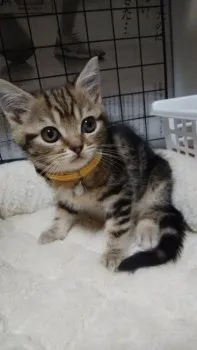 ぷりん 様のお迎えした子猫