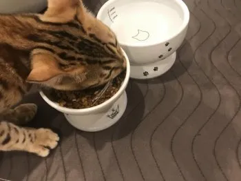 H.M 様のお迎えした子猫