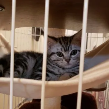 日立はじめて男 様のお迎えした子猫