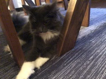 ひふみ 様のお迎えした子猫