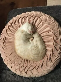 よっこ 様のお迎えした子猫