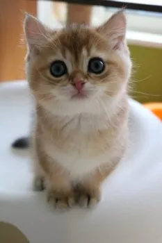 mina 様のお迎えした子猫