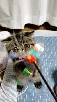 テトのかあさん 様のお迎えした子猫