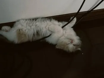 も 様のお迎えした子猫