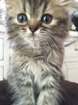 まゆみ 様のお迎えした子猫