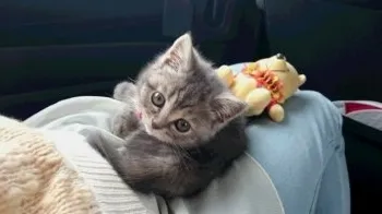 hiro 様のお迎えした子猫