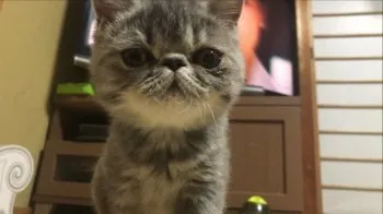 M.I 様のお迎えした子猫
