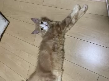 ぶっち 様のお迎えした子猫