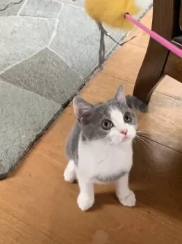 アスカ 様のお迎えした子猫