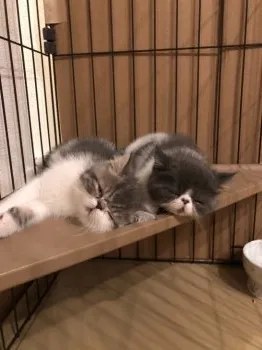 チル 様のお迎えした子猫