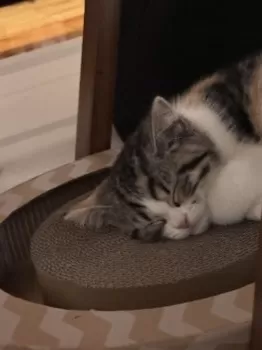 K.N 様のお迎えした子猫