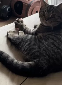さいとー 様のお迎えした子猫