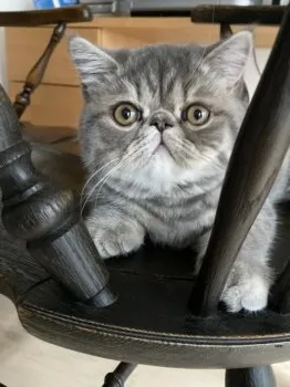 kiyo 様のお迎えした子猫