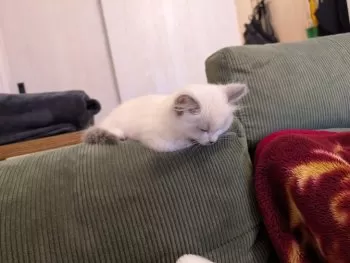 T.S 様のお迎えした子猫