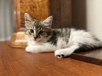 杏&梛都舒パパ 様のお迎えした子猫