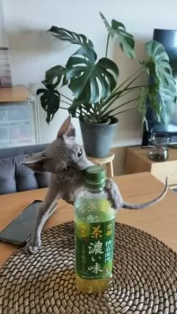 レオ 様のお迎えした子猫
