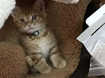 ブンゲン 様のお迎えした子猫