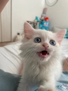あーちゃん 様のお迎えした子猫
